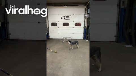 Pepper Shows Off Hockey Skills || ViralHog