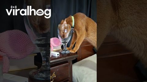 He Has a Fountain and a Water Dish, But He'd Rather Do This || ViralHog