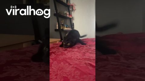 Playful Black Cat Slides Like a Snake || ViralHog