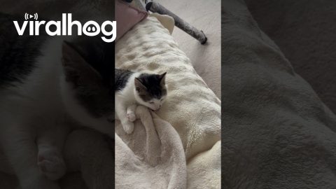Cat Realizes She Was Grooming the Couch Instead of Herself || ViralHog