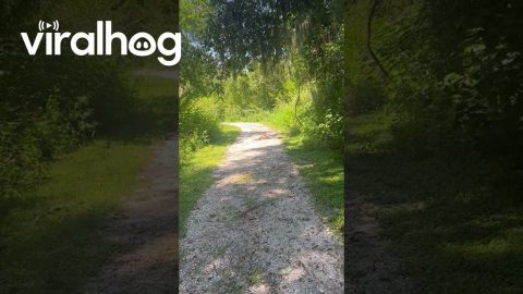 Owl Sunbathing || ViralHog