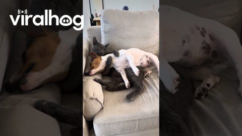 Cat Showering Her Dog Sibling with Love || ViralHog