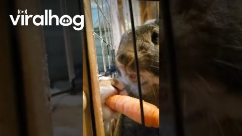 Sneaky Bunny Steals Carrot Treat || ViralHog