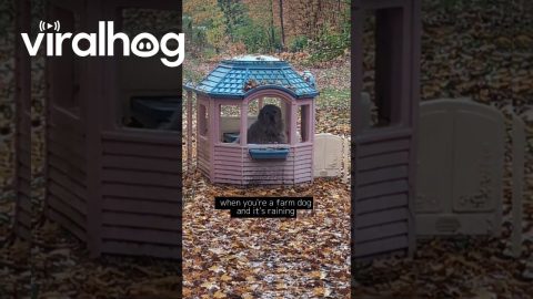 Great Pyrenees Takes Shelter In Playhouse During Rain || ViralHog Shorts