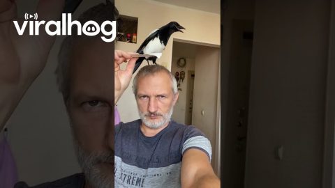 Magpie Only Accepts Cash || ViralHog