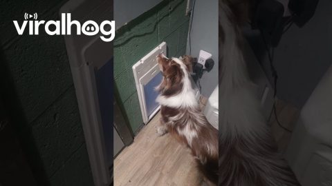 Genius Australian Shepherd Cracks Keypad Code to Let Himself Out || ViralHog