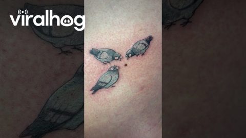 Tattoo of Silly Pigeons Pecking at a Mole || ViralHog