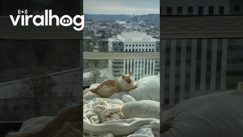 Cat Lounging in Its Kingdom || ViralHog