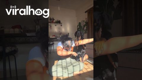 Doberman Shows Off Cute Tricks || ViralHog