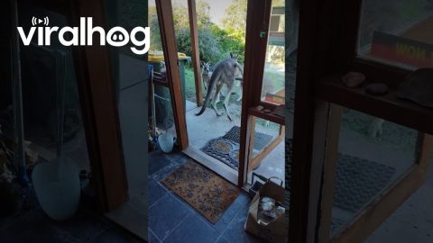 Visited by a Friendly Kangaroo || ViralHog