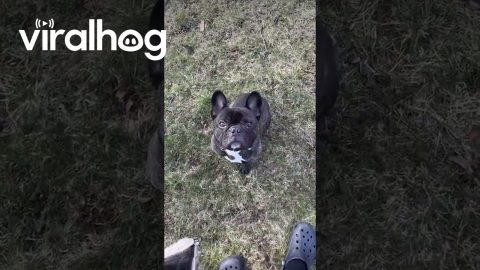 Training Fridays With Hugo the Frenchie! || ViralHog