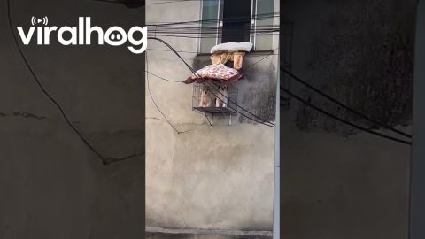 Puppy Patio || ViralHog