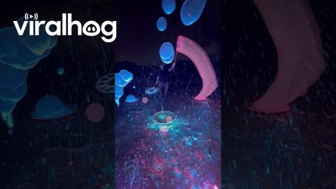 Mesmerizing Neon Bubbles || ViralHog