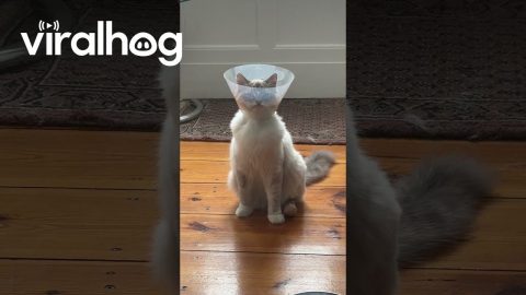Grumpy Kitten Not Impressed With Cone of Shame || ViralHog