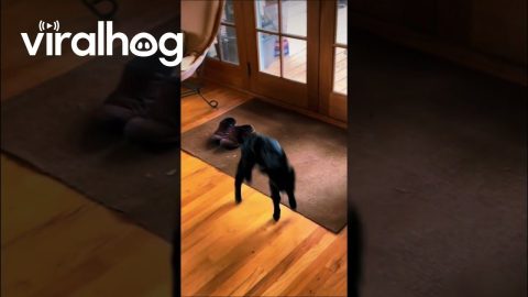 Goat Gets Zoomies || ViralHog