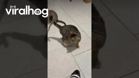 Kitten Chasing Ribbon || ViralHog
