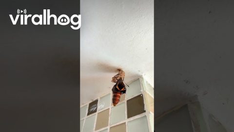 Butterfly Emerging From Its Chrysalis || ViralHog