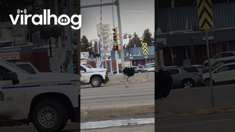 Real Life Jumanji || ViralHog Shorts