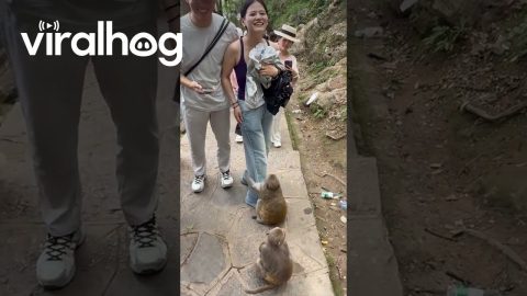 Clingy Monkey Refuses to Let Go of Woman's Leg || ViralHog