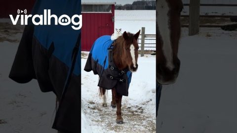 Cat and Horse Are Bonded Barn Companions || ViralHog
