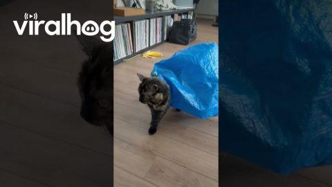 Mabel Loves Strutting With a Bag On || ViralHog