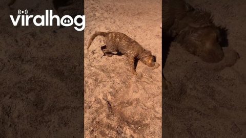 Sugar Cookie Or Sand-Covered Golden Retriever Puppy || ViralHog