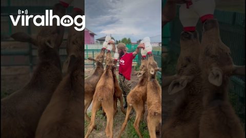 Feeding Five Moose Calves || ViralHog