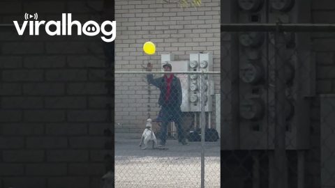 Neighbor Dog Plays With Smiling Balloon || ViralHog