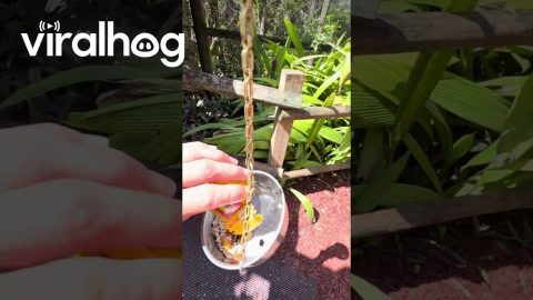 Spider Monkey Wants Some Raisins || ViralHog