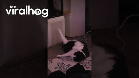 Cat Absentmindedly Stretching His Leg || ViralHog