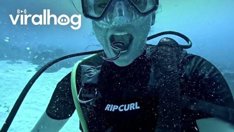 Dentist Fish Clean Diver's Teeth || ViralHog