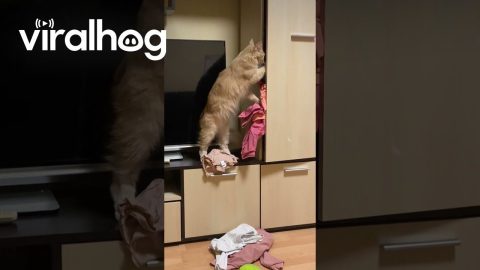 Cat Nonchalantly Empties Closet || ViralHog
