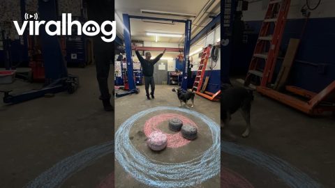 Pepper the Dog Curling || ViralHog