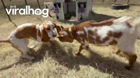Basset Hound Plays Parkour With Goats || ViralHog