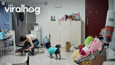 Cat Pushes Stool Toward Owner Sitting on Floor || ViralHog