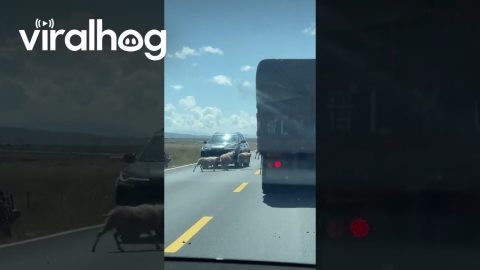 Every Sheep Takes a Jump While Crossing the Road || ViralHog