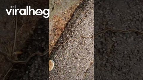 Line of Caterpillars || ViralHog