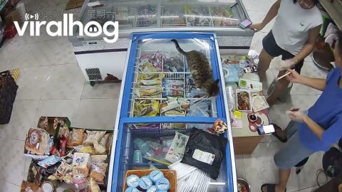 Cat in China Snags Meat From Man's Chopsticks || ViralHog