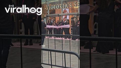 Scissors Try to Keep the Secret at Store Opening || ViralHog