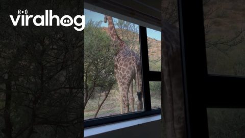 Unexpected Giraffe Wake-Up Call in South Africa || ViralHog