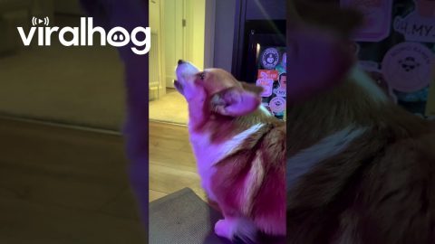 Corgi Isn’t a Fan of Danny Devito Cutout || ViralHog