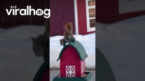 Squirrel Peaks Out From Barn Feeder Chimney || ViralHog