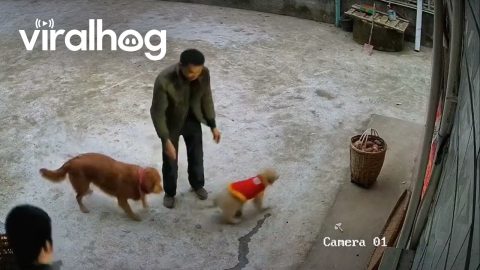 Man Catches Dog After Second-Floor Jump || ViralHog