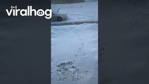 Jackrabbit Tracks Converge In Single Circle || ViralHog