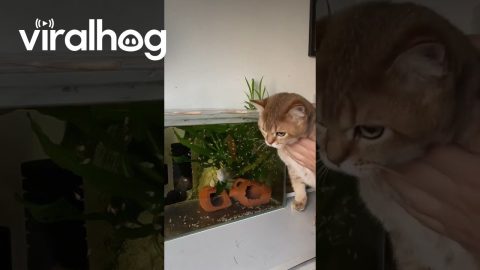 Fish Repeatedly Bumps Aquarium Glass at Cat’s Face || ViralHog