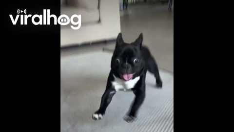 Zooming Frenchie Forgets the Concept of Solid Objects || ViralHog