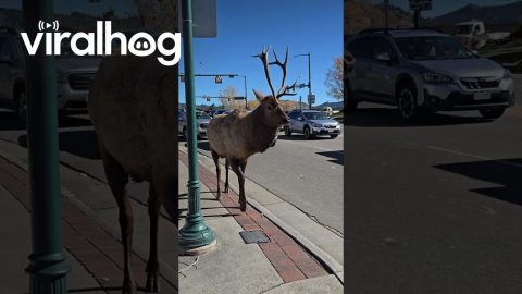 Holy Shampoo an Elk in Estes Park || ViralHog