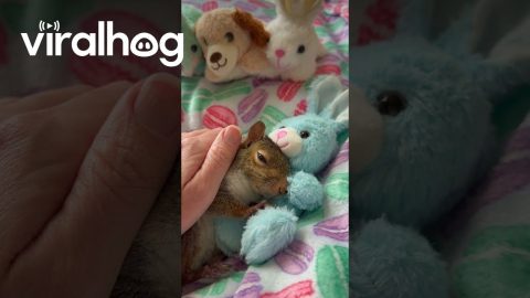 Special Needs Squirrel Cuddles Bunny Plush || ViralHog