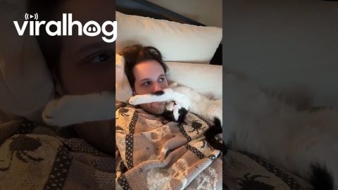 Sleeping Cat's Stretched Arm Gives Man A Mustache || ViralHog