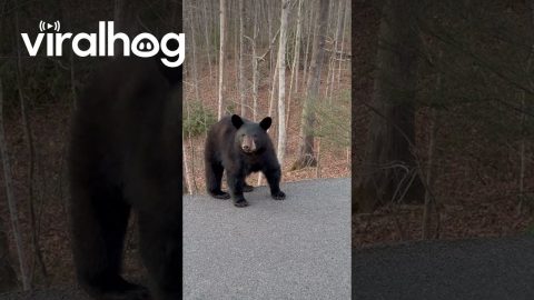 Saying Hello to Inquisitive Little Black Bear || ViralHog